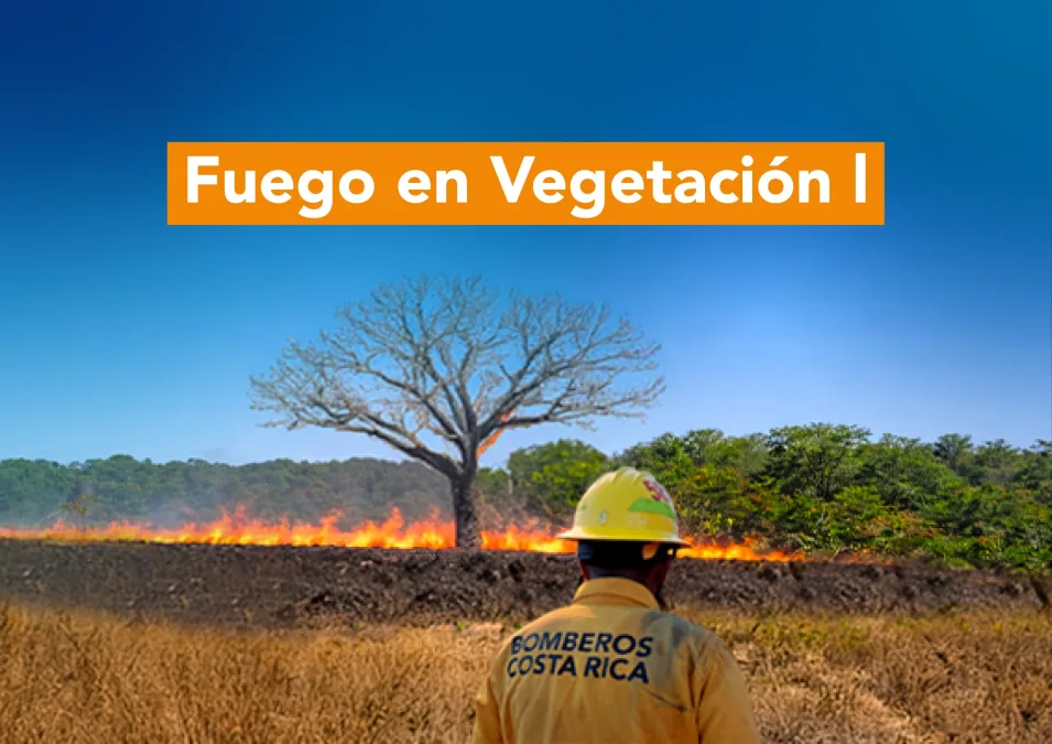 Fuego en Vegetación I